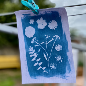 cyanotype drying 